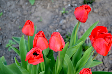 Naklejka premium Beautiful flower abstract background of nature. Spring landscape. Tulip. Tulipa
