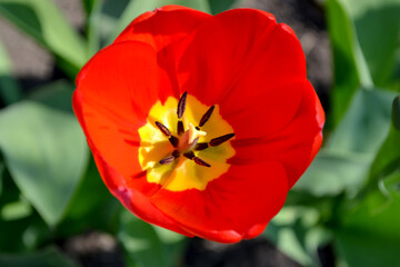 Fototapeta premium Red flowers. Tulip. Tulipa. Perennial flowering plant. Beautiful flower abstract background of nature. Spring landscape. Floriculture, home flower bed. Home garden