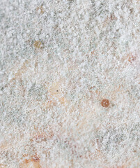 Close-up of mold on a plant as a background.