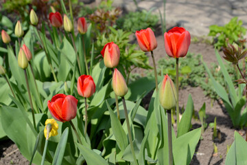 Red flowers. Tulipa. Tulip. Perennial flowering plant. Beautiful flower background of nature