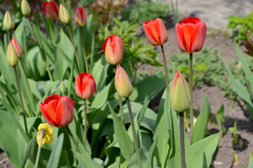 Red flowers. Tulipa. Tulip. Perennial flowering plant. Beautiful background of nature