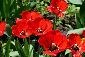 Obraz premium Perennial flowering plant. Tulip. Tulipa. Beautiful flower abstract background of nature. Red flowers