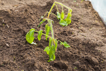 One damaged unprotected tomato plant after cold morning, day or night in greenhouse. Weather change effect. Result of careless. Closeup.