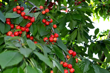 Beautiful background of nature. Sweet cherry. Prunus avium