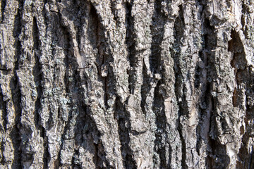 Bark on a tree as an abstract background.