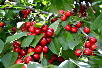 Beautiful background of nature. Sweet cherry. Prunus avium