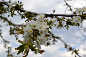 Beautiful background of nature. Sweet cherry. Prunus avium