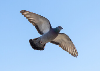Dove in flight against the sky.