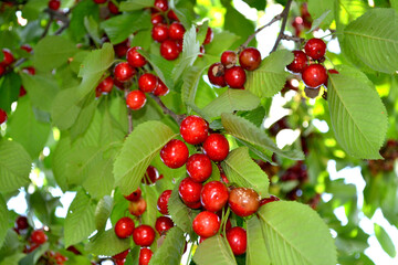 Beautiful background of nature. Sweet cherry. Prunus avium