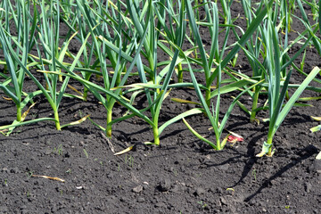 Garlic, green sprouts. Allium sativum. Perennial herb, family Amaryllidaceae. Beautiful abstract background of nature