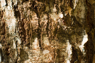 Abstract natural background of tree bark. Rough backdrop.