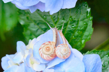 濡れた水色のアジサイの花とカタツムリ Wall Mural Wallpaper Murals Sora Nus