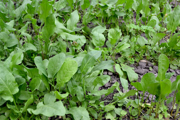 Fototapeta premium Perennial herb. Sorrel. Rumex. Beautiful herbal abstract background of nature. Spring landscape. Popular cooking seasoning. Home plants, products. Gardening. Natural. House, field, farm