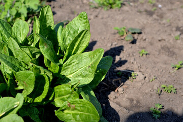 Beautiful herbal abstract background of nature. Sorrel. Rumex. Perennial herb. Spring landscape. Popular cooking seasoning. Home plants, products. Gardening. Natural. House, field, farm
