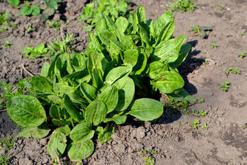 Beautiful background of nature. Sorrel. Rumex, perennial herb