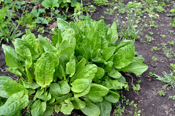 Sorrel. Beautiful herbal abstract background of nature. Rumex. Perennial herb. Spring landscape. Popular cooking seasoning. Home plants, products. Gardening. Natural