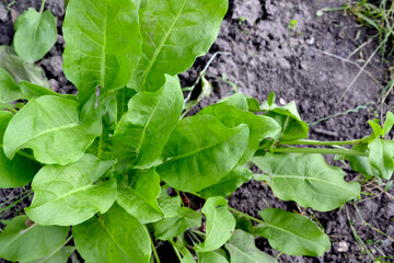 Fototapeta premium Beautiful herbal abstract background of nature. Sorrel. Rumex, perennial herb. Popular cooking seasoning