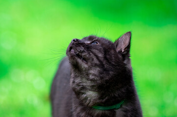 głowa czarnego kota w zbliżeniu - obrazy, fototapety, plakaty