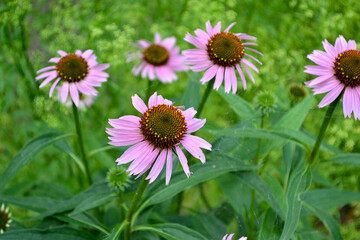 Summer landscape. Echinacea flower. Echinacea purpurea. Perennial flowering plant of the Asteraceae family. Beautiful flower abstract background of nature. Floriculture, home