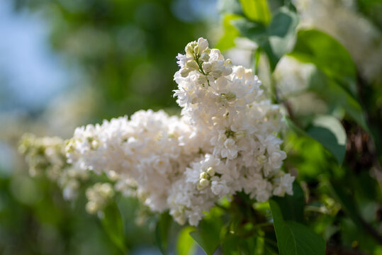 białe kwiaty bzu na rozmytym tle