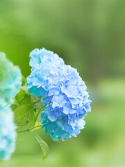 水色の紫陽花の花