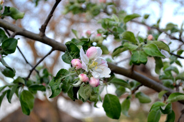 Apple tree. Beautiful floral spring abstract background of nature. Malus