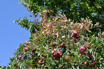 Fototapete bei efototapeten.de bestellen   