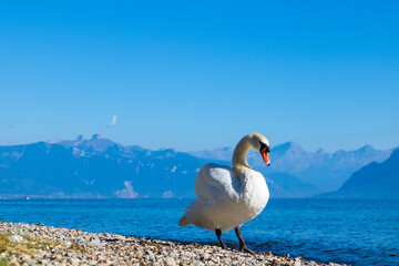 Cygne sur les rives du lac Léman à Lausanne (Canton de Vaud, Suisse)