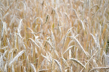 Barley. Cereal crops. Hordeum. Growing bread. Beautiful herbal abstract background of nature