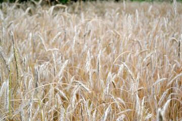 Barley. Cereal crops. Hordeum. Growing bread. Beautiful herbal abstract background of nature