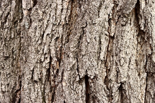 Old tree bark, background, texture