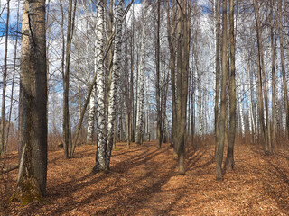 Fototapeta premium Spring park, the snow has melted, the first grass appears. Perm region, Russia