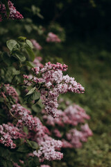 blooming branches of lilac close-up. macro photo of a lilac in a garden or park.