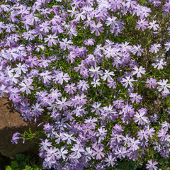 Nature background of purple creeping phlox, moss phlox or mountain phlox. Blooming phlox in the spring garden, top view close-up. Rockery with a small pretty purple flower.