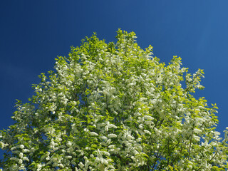 Blooming bird cherry. Russia, Ural, Perm region    