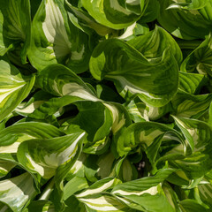 Close-up of green hosta leaves with white stripes as a natural background. Ornamental plant for landscaping parks and garden design.