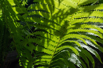 Close-up of fern leaves in sunlight. Nature background.