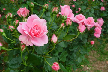バラの花・ピンク