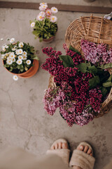 Obraz na płótnie Canvas bouquet of lilacs in a straw vase bag. lilac flowers in a wicker bag top view. bouquet of lilac and chamomile in pots on the concrete floor.