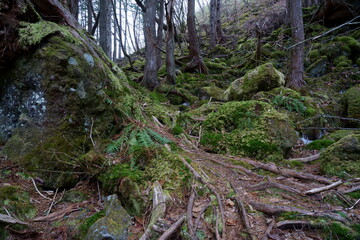 古い巨木のある山の中の森の風景