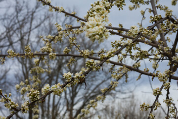 Flowered plum tree branches in an orchid.