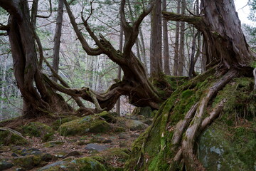 Fototapeta na wymiar 古い巨木のある山の中の森の風景