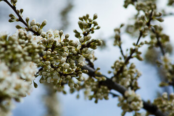 Close up of plum tree buds in a park.