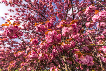 Fototapeta premium Beautiful cherry tree blossoms in spring