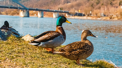 Beautiful ducks with a bridge in the background at Vilshofen, Danube, Bavaria, Germany