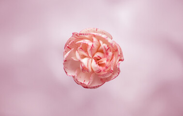 Spraynelke rosa/pink/weiß close up, Hintergrund rosa/weiß Touch
