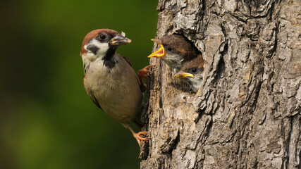 The Eurasian tree sparrow, passer montanus, sitting on the tree with his nest and feeding his...