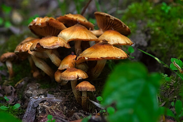 a family of mushrooms on a shady slope in the park