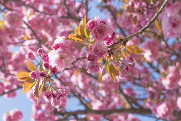 Pink double cherry blossoms in full bloom.