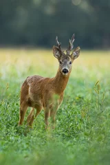 Tuinposter Roe deer, capreolus capreolus, standing on meadow in summer in vertical shot. Roebuck with strong antlers looking to the camera on field. Wild mammal staring on grassland. © WildMedia